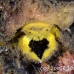 crab_sponge_shr_tam_h_0026_bal6399.jpg